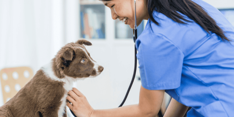 Valentine's Day, Valentine's Day dog gifts, dog gifts, dog mom, dog dad, dog parent, dog owner, dog health, veterinary, emergency vet, Animal Emergency & Referral Center of Minnesota