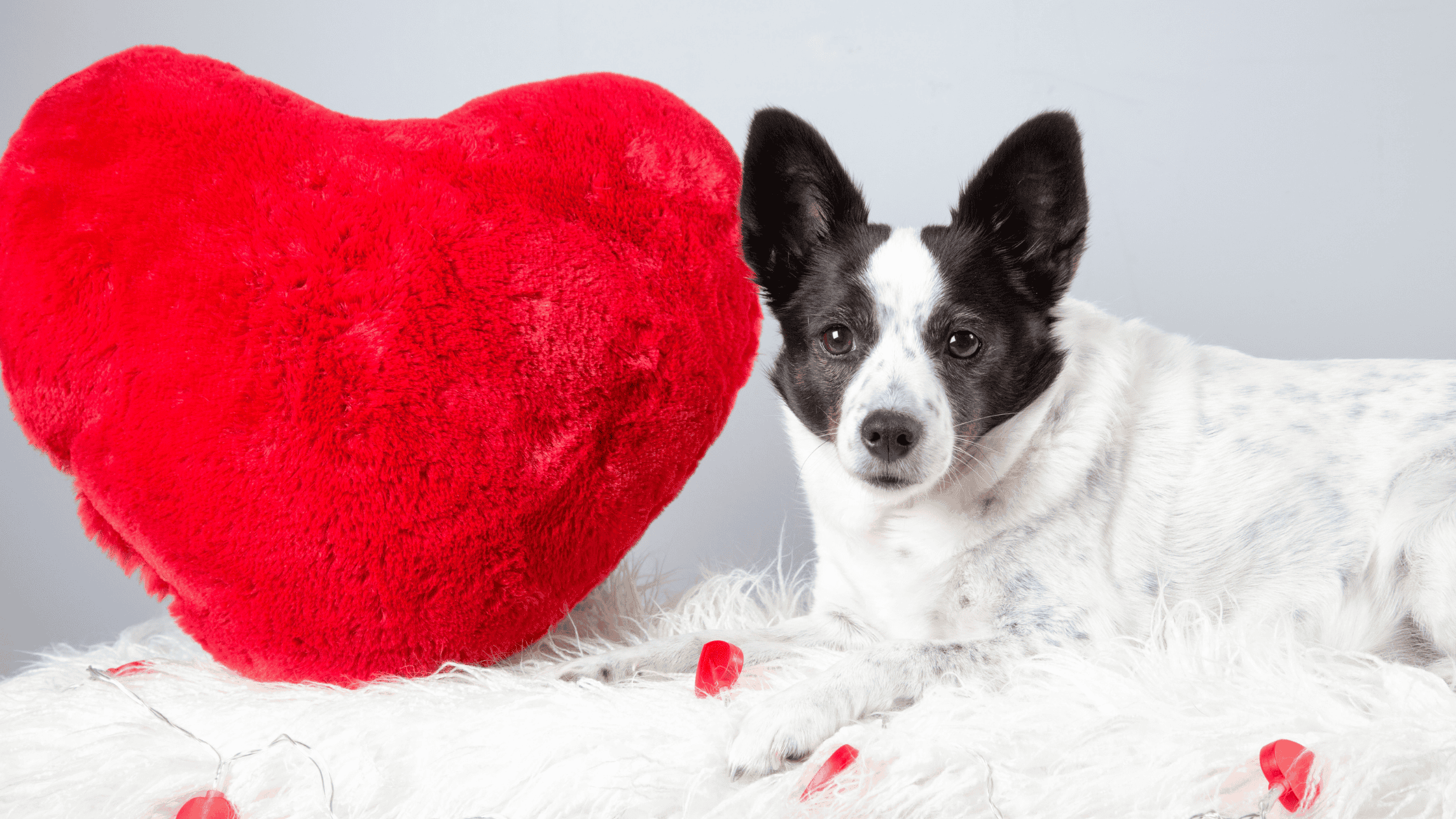 Valentine’s Day Gifts for Your Dog