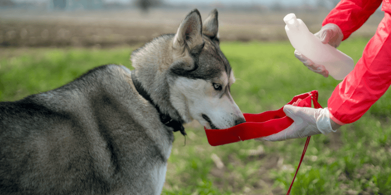 earth day, go green, recycle, reuse, reduce, pet, pet health, go green with your pets, Animal Emergency & Referral Center of Minnesota