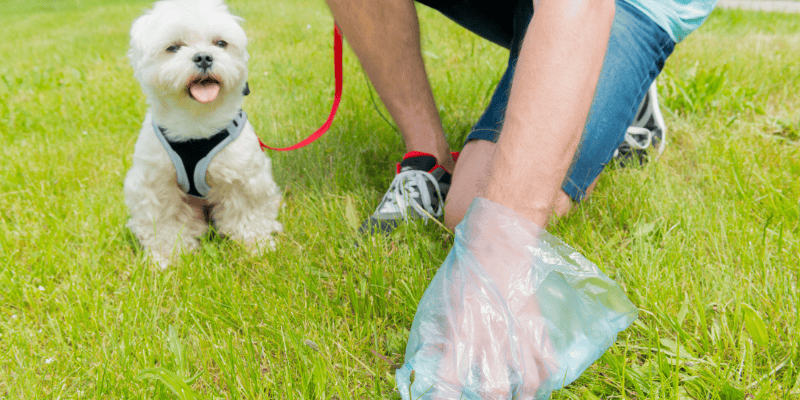 earth day, go green, recycle, reuse, reduce, pet, pet health, go green with your pets, Animal Emergency & Referral Center of Minnesota