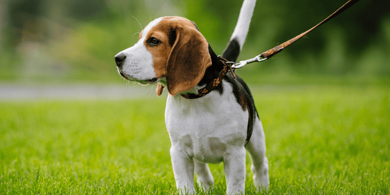 dog, dog on leash, dog searching, baby bunnies, wild baby bunnies, baby bunny nest, what to do if you find a baby bunny nest, Minnesota veterinary, Animal Emergency & Referral Center of Minnesota