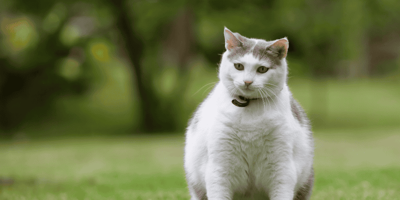 pet obesity, pet weight loss, pet weight loss plan, pet health, Animal Emergency & Referral Center of Minnesota