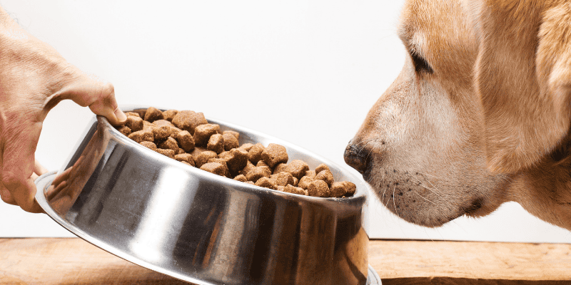 pet obesity, pet weight loss, pet weight loss plan, pet health, Animal Emergency & Referral Center of Minnesota