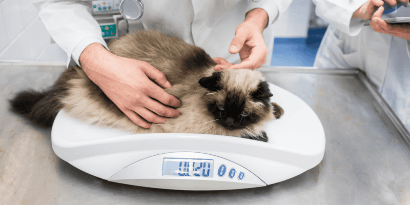 pet obesity, pet weight loss, pet weight loss plan, pet health, Animal Emergency & Referral Center of Minnesota