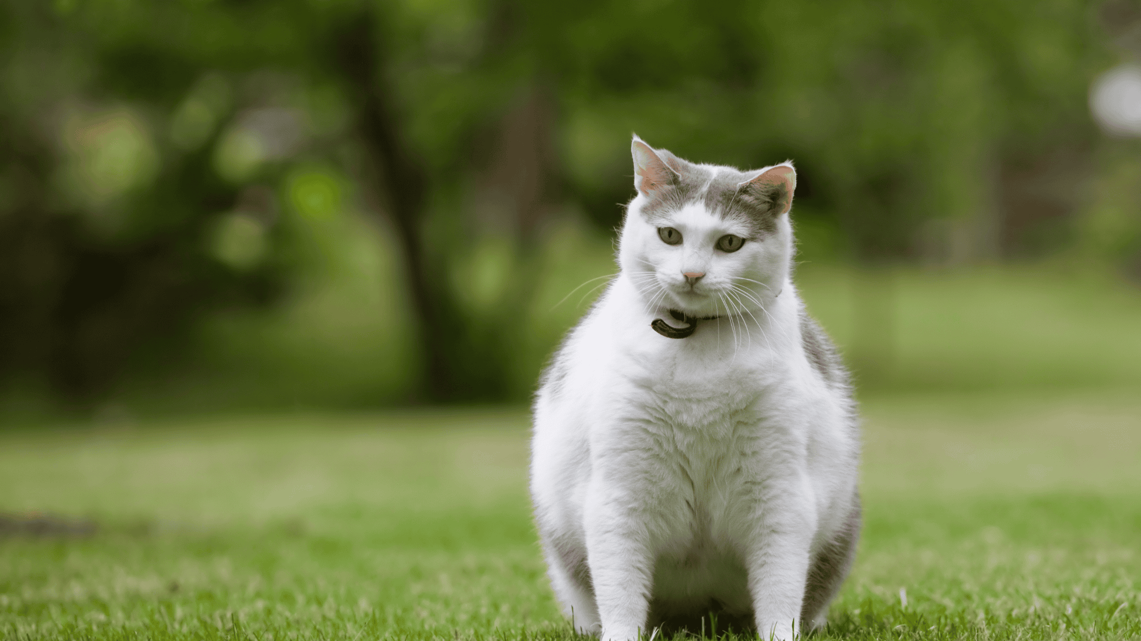 How Do I Help My Pet Lose Weight?