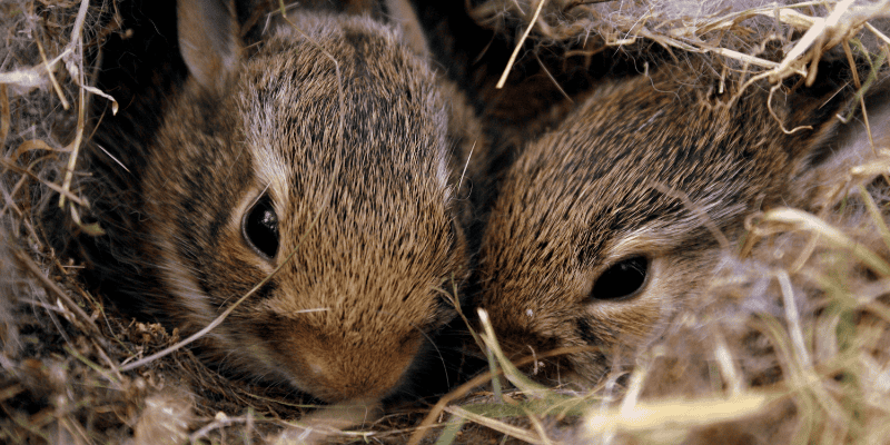 dog, dog on leash, dog searching, baby bunnies, wild baby bunnies, baby bunny nest, what to do if you find a baby bunny nest, Minnesota veterinary, Animal Emergency & Referral Center of Minnesota