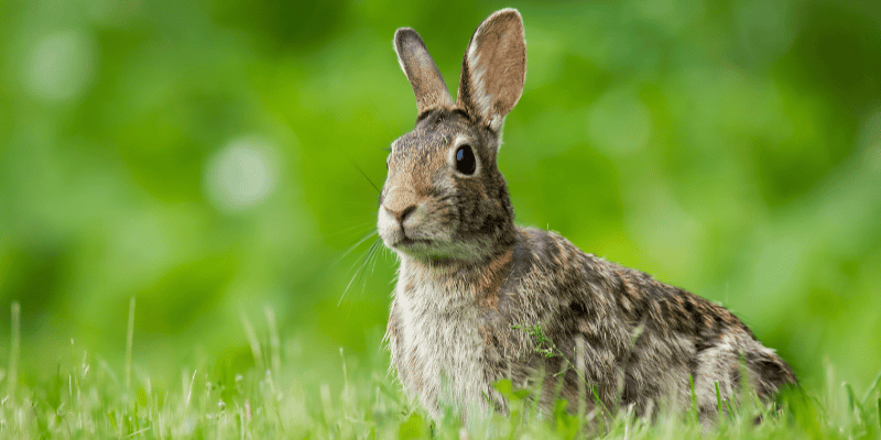 dog, dog on leash, dog searching, baby bunnies, wild baby bunnies, baby bunny nest, what to do if you find a baby bunny nest, Minnesota veterinary, Animal Emergency & Referral Center of Minnesota