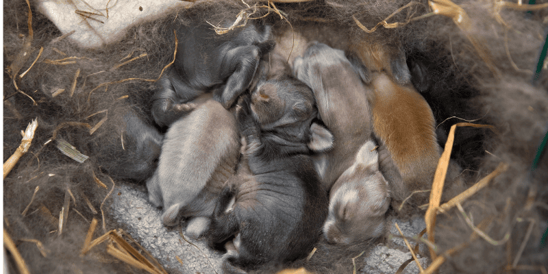 dog, dog on leash, dog searching, baby bunnies, wild baby bunnies, baby bunny nest, what to do if you find a baby bunny nest, Minnesota veterinary, Animal Emergency & Referral Center of Minnesota