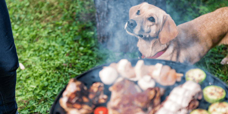 dog, dog owner, bbq, grilling, grilling safety, grilling tips, pet owners, pet safety, grilling safety for dog owners, grilling safety for pet owners, summer grilling, veterinary medicine, emergency vet, Animal Emergency & Referral Center of Minnesota