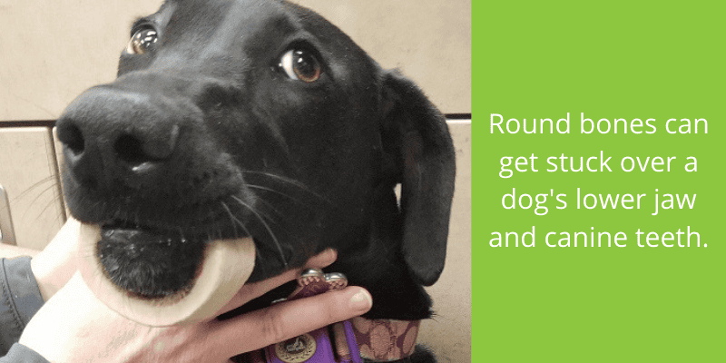 round bone, dog, jaw, grilling, grilling safety, grilling tips, pet owners, pet safety, grilling safety for dog owners, grilling safety for pet owners, summer grilling, veterinary medicine, emergency vet, Animal Emergency & Referral Center of Minnesota