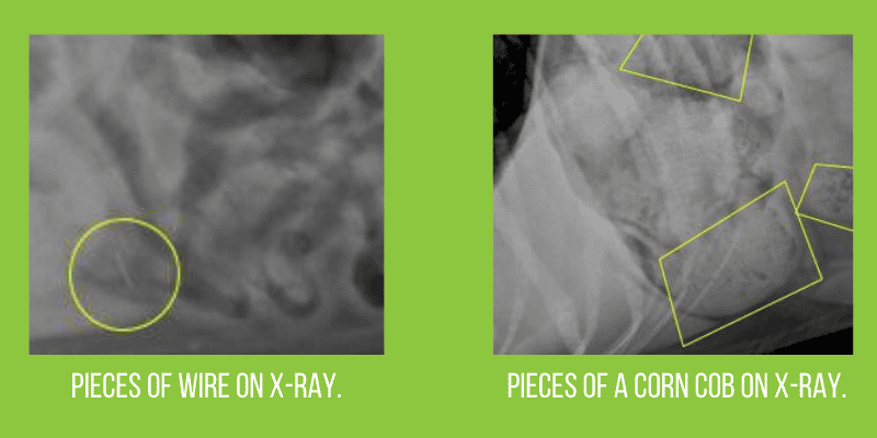 x-ray, corn on the cob, brush wires, grilling, grilling safety, grilling tips, pet owners, pet safety, grilling safety for dog owners, grilling safety for pet owners, summer grilling, veterinary medicine, emergency vet, Animal Emergency & Referral Center of Minnesota