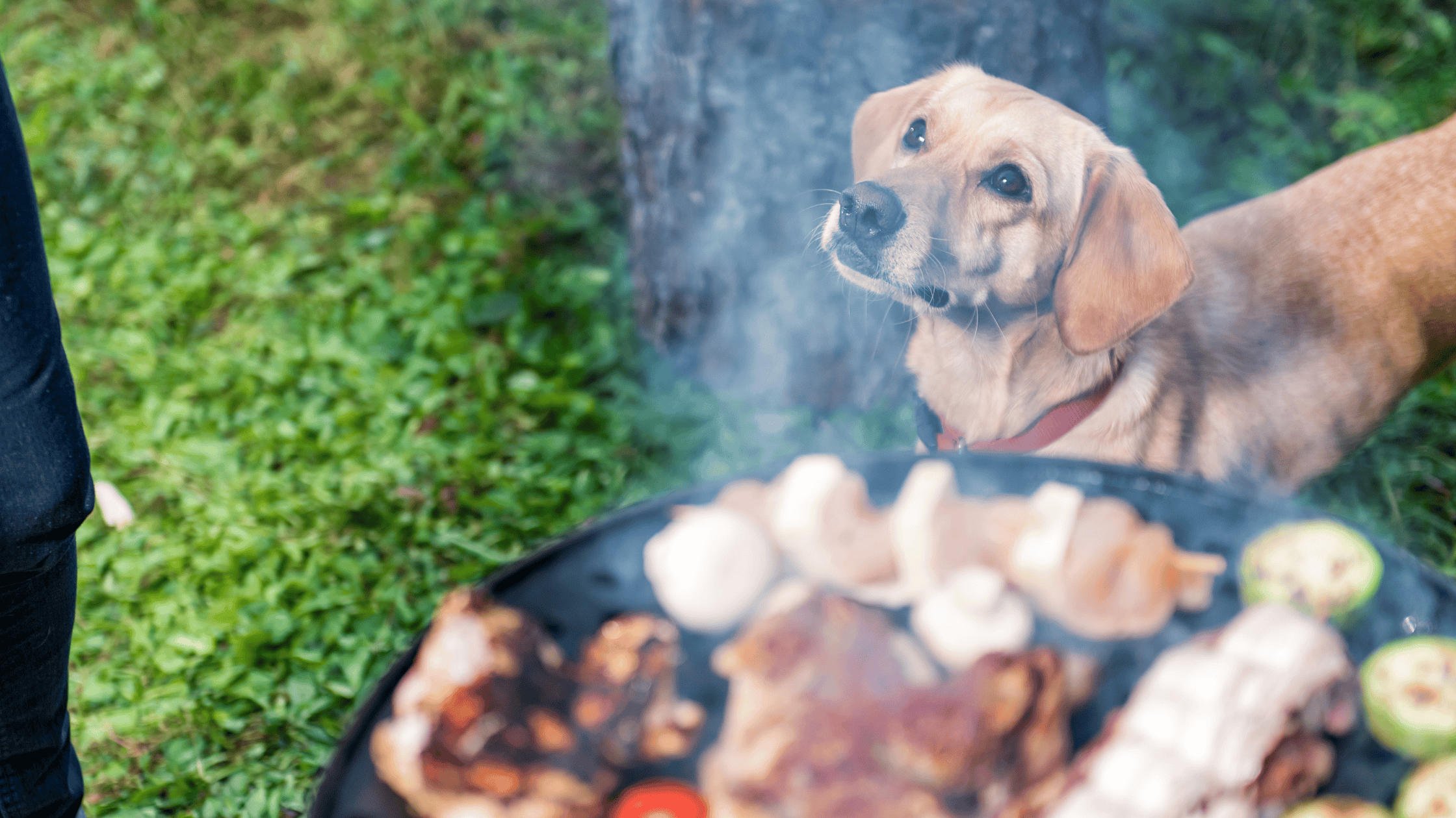 5 Summer Grilling Safety Tips for Pet Owners