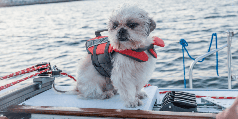 dog, life jacket, boat, lake, boating, boating with dogs, boat safety, dog owners, lake safety for dogs, dog safety, pet safety, emergency vet, Animal Emergency & Referral Center of Minnesota, Minnesota emergency vet, Twin Cities emergency vet, Minnesota lakes, Twin Cities lakes
