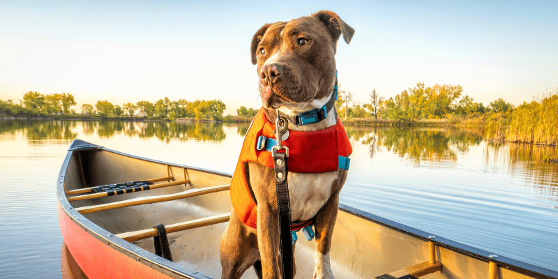 canoe, dog, life jacket, boat, lake, boating, boating with dogs, boat safety, dog owners, lake safety for dogs, dog safety, pet safety, emergency vet, Animal Emergency & Referral Center of Minnesota, Minnesota emergency vet, Twin Cities emergency vet, Minnesota lakes, Twin Cities lakes