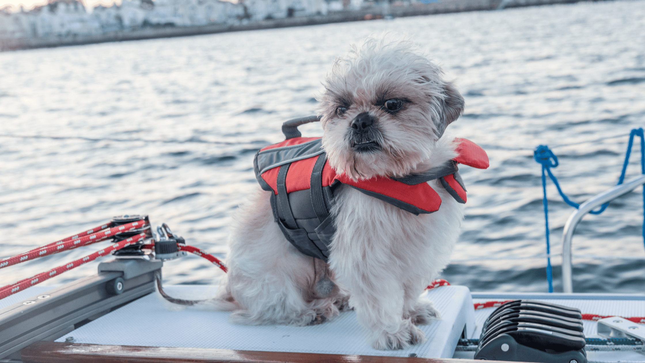 10 Tips for Boating with Dogs