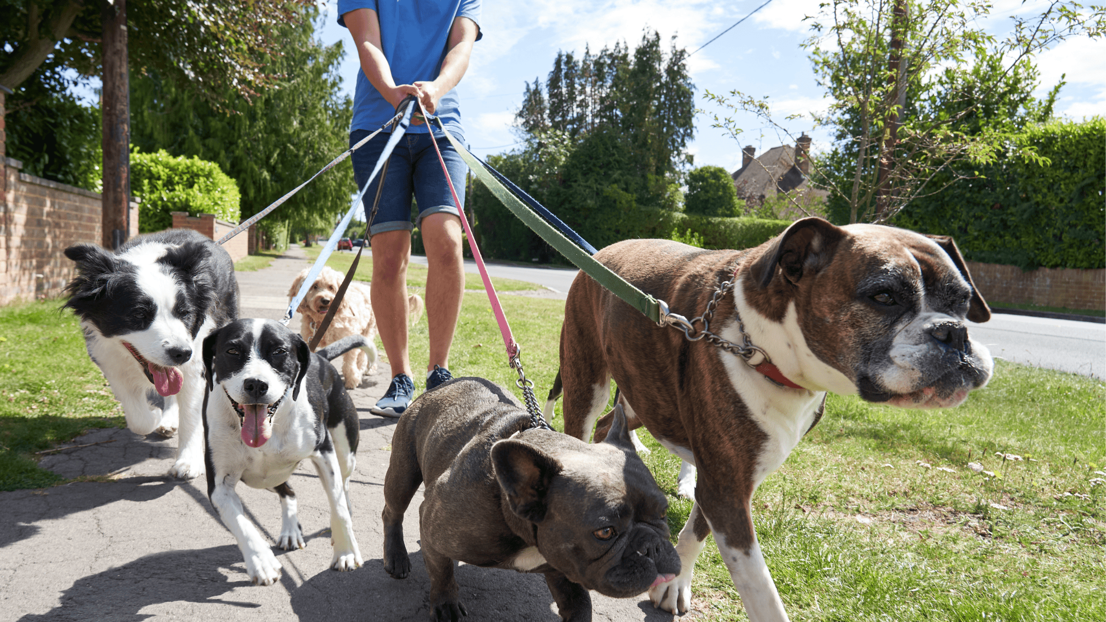 Top 10 Tips for Professional Dog Walkers