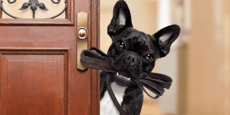 dog walking, professional dog walkers, tips for dog walkers, Animal Emergency & Referral Center of Minnesota, Pupjobs!, Tamara Gilmore