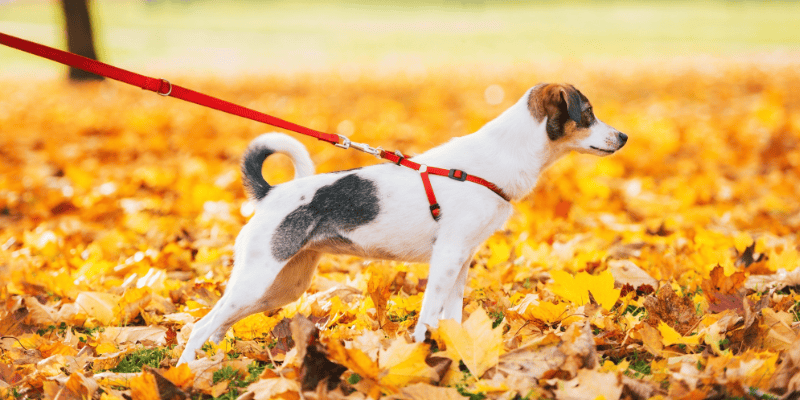 dog walking, professional dog walkers, tips for dog walkers, Animal Emergency & Referral Center of Minnesota, Pupjobs!, Tamara Gilmore