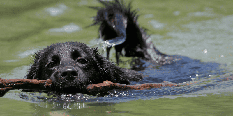 blue-green algae, cyanobacteria, hepatotoxins,  neurotoxins, dog dangers, lake dangers, beach dangers, pet safety, dog safety, lake safety, emergency vet, veterinary, Animal Emergency & Referral Center of Minnesota