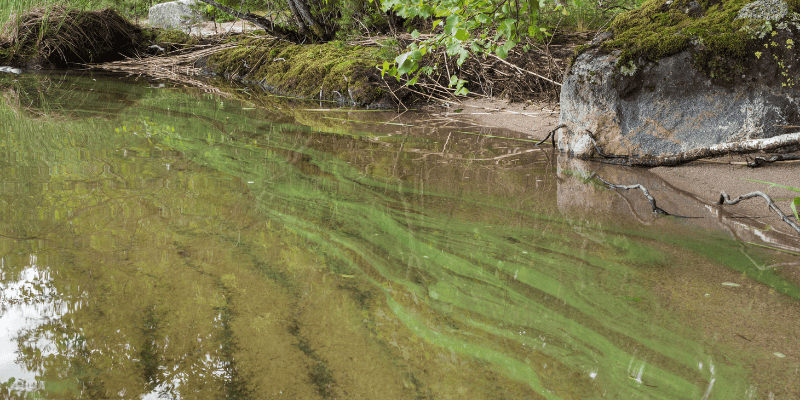 blue-green algae, cyanobacteria, hepatotoxins,  neurotoxins, dog dangers, lake dangers, beach dangers, pet safety, dog safety, lake safety, emergency vet, veterinary, Animal Emergency & Referral Center of Minnesota