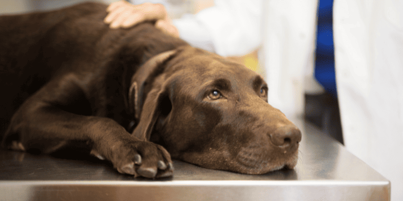 blue-green algae, cyanobacteria, hepatotoxins,  neurotoxins, dog dangers, lake dangers, beach dangers, pet safety, dog safety, lake safety, emergency vet, veterinary, Animal Emergency & Referral Center of Minnesota
