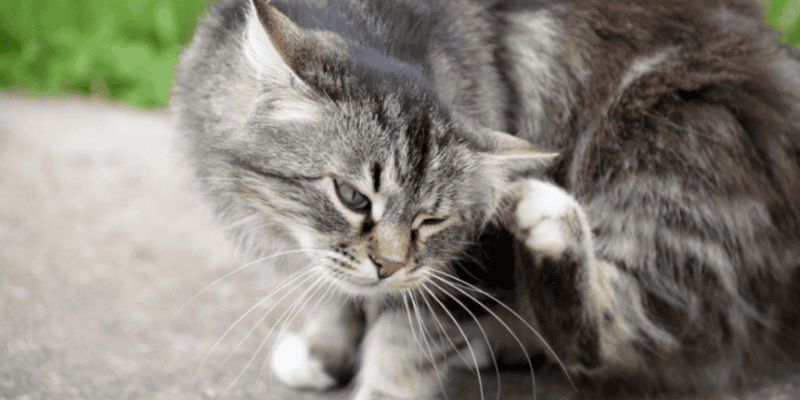 cat parasites, cat preventatives, cat health, cats, emergency vet, Animal Emergency & Referral Center of Minnesota