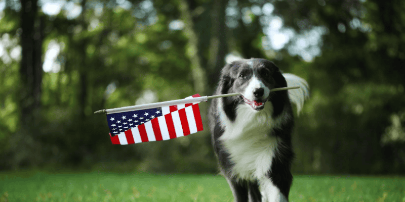 dog, flag, Labor Day weekend, Labor Day, Labor Day safety tips for pets, pet safety, pet health, Labor Day pet toxins, Labor Day pet hazards, Labor Day pet safety, veterinary, Animal Emergency & Referral Center of Minnesota, Twin Cities emergency vet, Saint Paul emergency vet, oakdale emergency vet