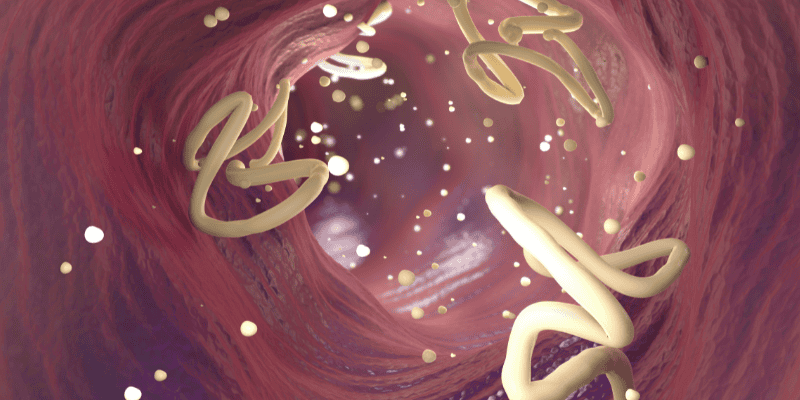 cat parasites, cat preventatives, cat health, cats, emergency vet, Animal Emergency & Referral Center of Minnesota