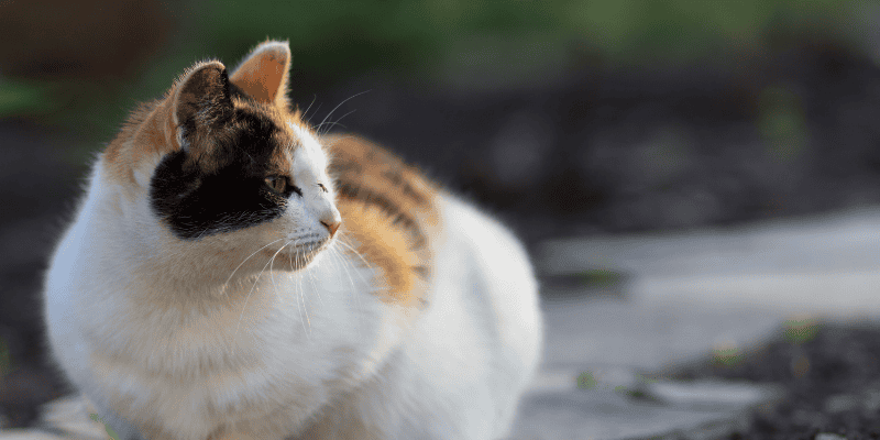 cat parasites, cat preventatives, cat health, cats, emergency vet, Animal Emergency & Referral Center of Minnesota