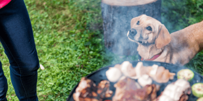 bbq, picnic, dog, grilling safety for pet owners, grilling, Labor Day weekend, Labor Day, Labor Day safety tips for pets, pet safety, pet health, Labor Day pet toxins, Labor Day pet hazards, Labor Day pet safety, veterinary, Animal Emergency & Referral Center of Minnesota, Twin Cities emergency vet, Saint Paul emergency vet, oakdale emergency vet