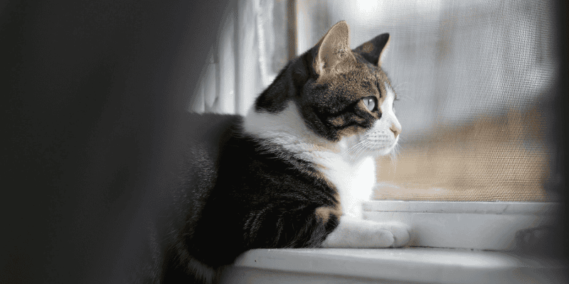 cat parasites, cat preventatives, cat health, cats, emergency vet, Animal Emergency & Referral Center of Minnesota