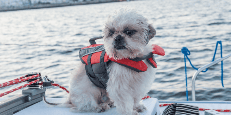 dog, boat, lake, water, lifejacket, Labor Day weekend, Labor Day, Labor Day safety tips for pets, pet safety, pet health, Labor Day pet toxins, Labor Day pet hazards, Labor Day pet safety, veterinary, Animal Emergency & Referral Center of Minnesota, Twin Cities emergency vet, Saint Paul emergency vet, oakdale emergency vet