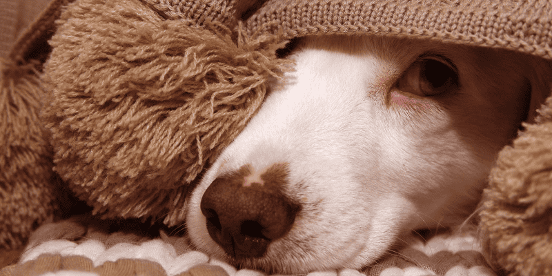 fireworks, noise anxiety, dog, hiding, Labor Day weekend, Labor Day, Labor Day safety tips for pets, pet safety, pet health, Labor Day pet toxins, Labor Day pet hazards, Labor Day pet safety, veterinary, Animal Emergency & Referral Center of Minnesota, Twin Cities emergency vet, Saint Paul emergency vet, oakdale emergency vet