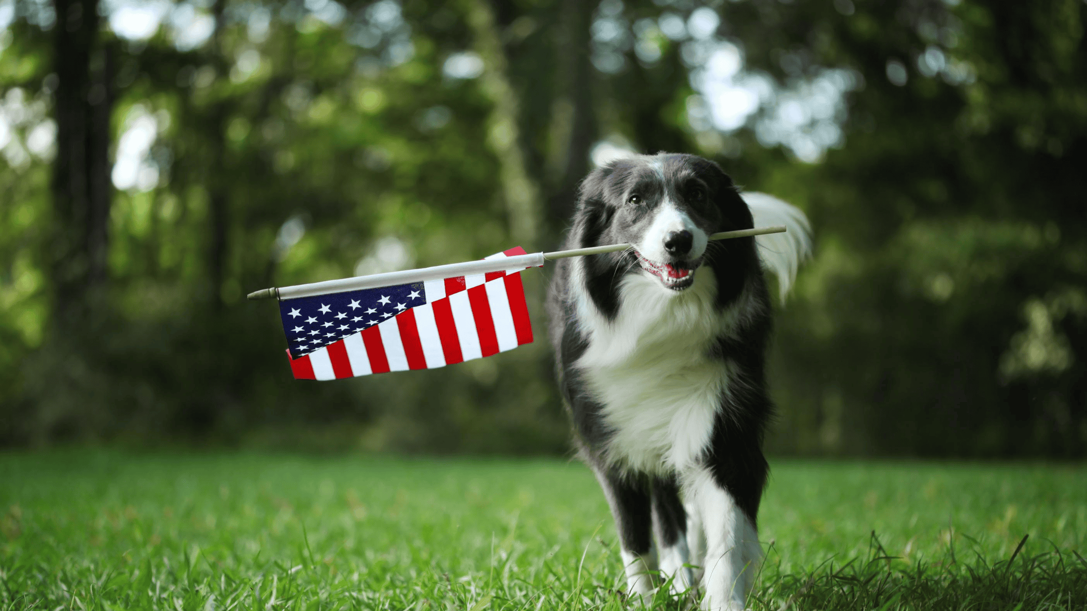 Tips to Keep Your Pets Safe This Labor Day Weekend
