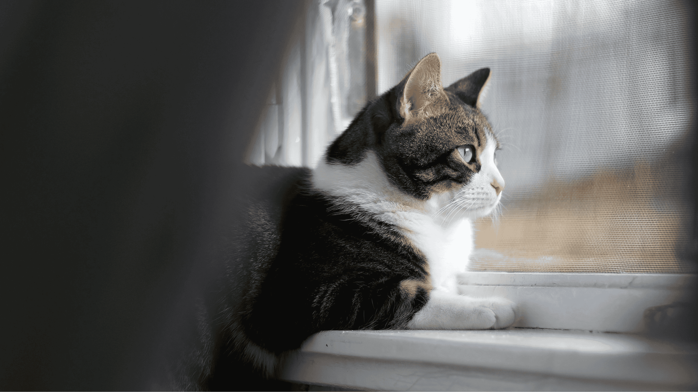 Parasite Prevention for Cats