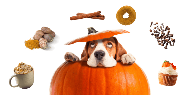 dog, pumpkin, pumpkin spice latte, pumpkin spice donut, pumpkin spice cupcake, fall spices, fall baking, pumpkin spice, pet safety, pet health, pet toxins, cinnamon, nutmeg, pumpkin, cloves, pumpkin spice baked goods, pumpkin spice coffee, pet safety, Animal Emergency & Referral Center of Minnesota, emergency vet, Twin Cities emergency vet, Minnesota emergency vet