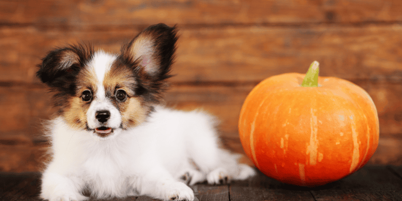 dog, pumpkin, pumpkin spice, pet safety, pet health, pet toxins, cinnamon, nutmeg, pumpkin, cloves, pumpkin spice baked goods, pumpkin spice coffee, pet safety, Animal Emergency & Referral Center of Minnesota, emergency vet, Twin Cities emergency vet, Minnesota emergency vet