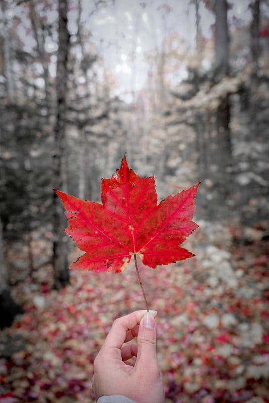 5 Activities to Enjoy with Your Dog This Fall