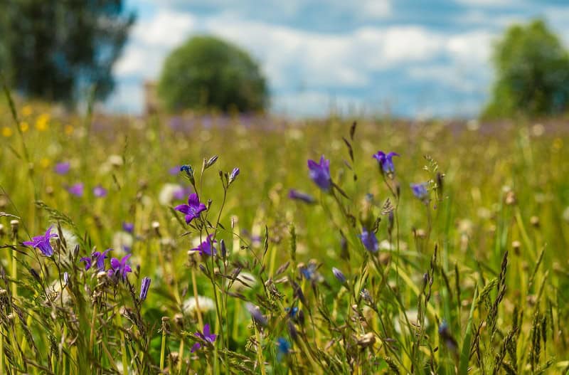 5 Activities to Enjoy with Your Dog this Summer