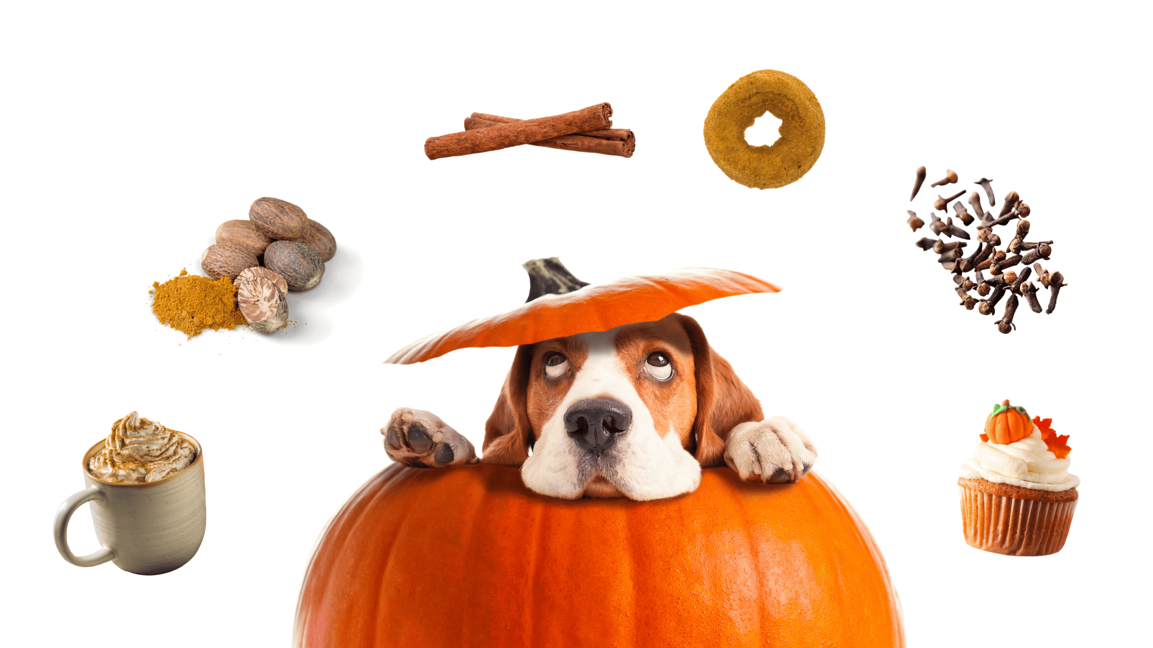 Pumpkin Spice: Not So Nice