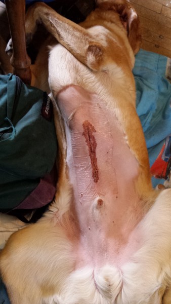 What’s Wrong with Buddy? Part II