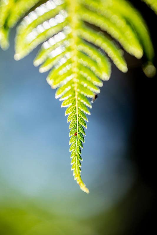 Earth Day: Go Green with Your Pets