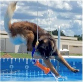 Run, Leap, Splash Part III: Dog Dock Diving Conditioning