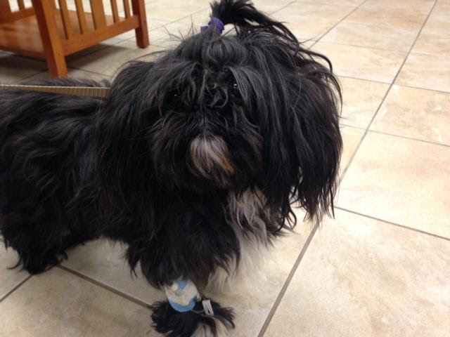 Dog Returns Home After Missing for a Year