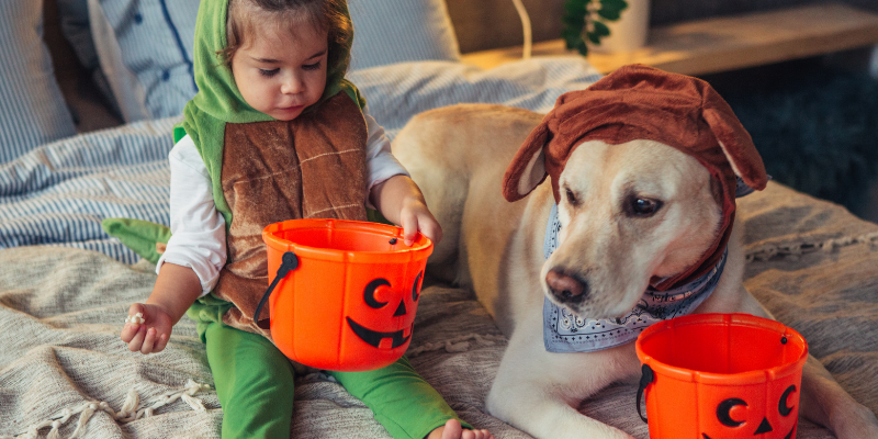 How to Help Anxious Pets on Halloween