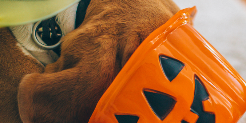 dog, head in candy bucket, candy stash, Halloween, Halloween candy, halloween candy stash, Halloween pets, Halloween pet safety, pet health, no candy for pets, Animal Emergency & Referral Center of Minnesota, Twin Cities emergency vet, Minnesota emergency vet, pet emergency
