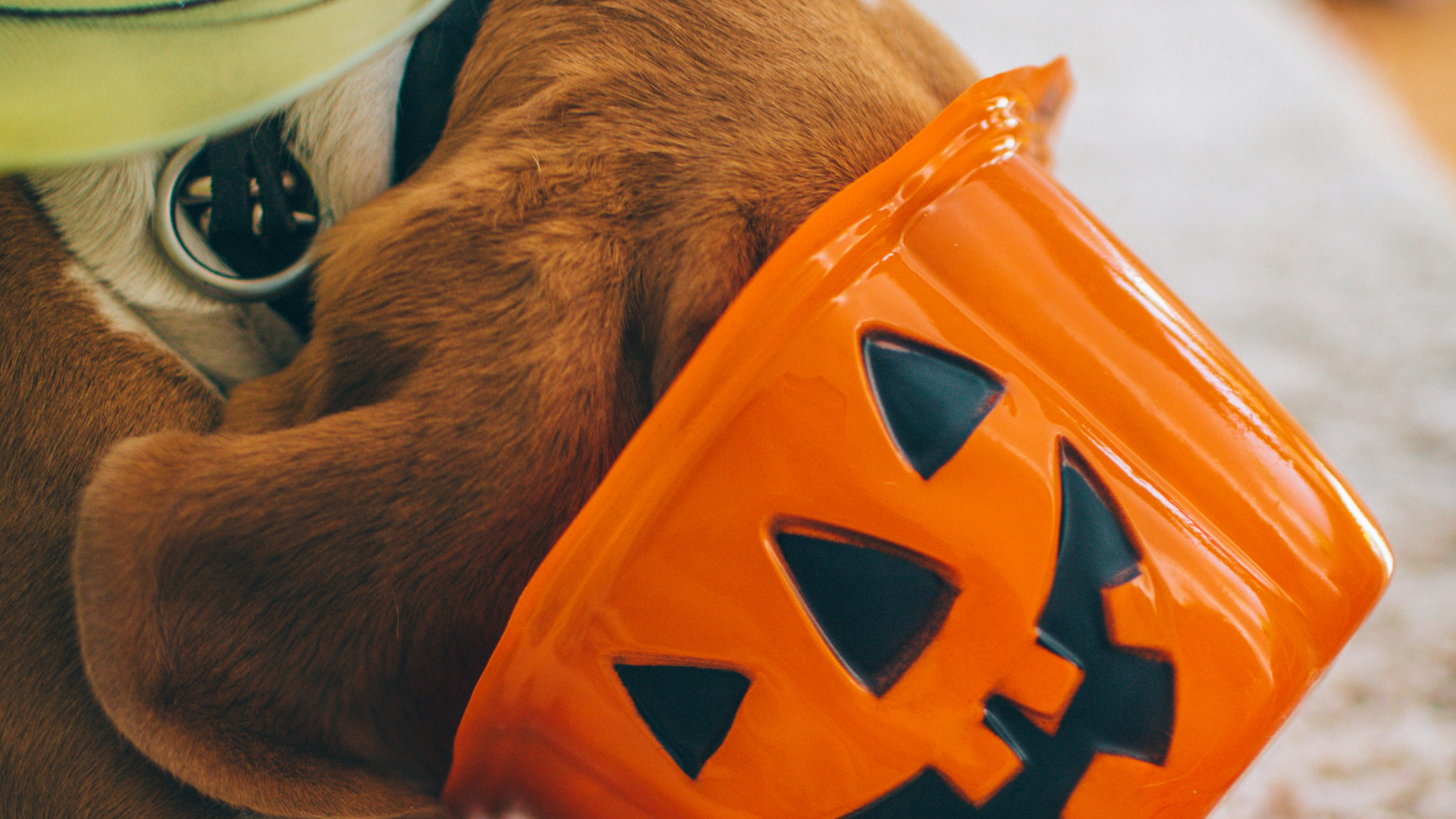 Trick or Treat: How to Prevent Your Pet from Getting into Halloween Candy