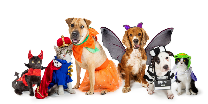 Halloween, pet costumes, pet Halloween costume, Halloween costumes for pets, pet safety, costume safety, Animal Emergency & Referral Center of Minnesota