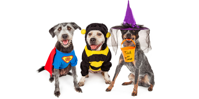 Halloween, pet costumes, pet Halloween costume, Halloween costumes for pets, pet safety, costume safety, Animal Emergency & Referral Center of Minnesota