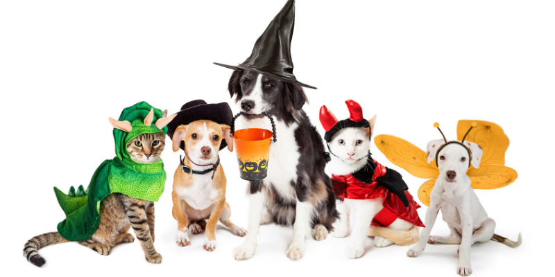 Halloween, pet costumes, pet Halloween costume, Halloween costumes for pets, pet safety, costume safety, Animal Emergency & Referral Center of Minnesota